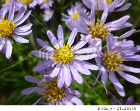 花　薄紫 21126559