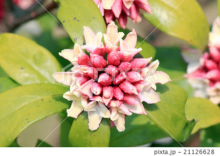 沈丁花 沈丁花 21126628