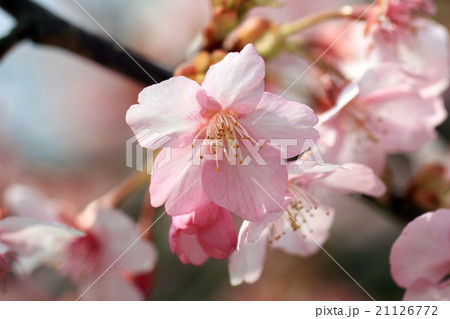 河津桜 21126772