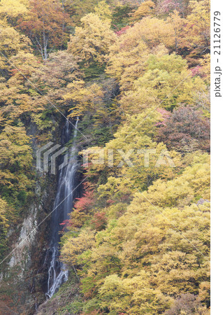 八滝の紅葉 八滝の紅葉 21126779