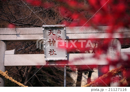 南大谷天神社の紅梅 21127116