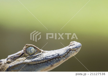 Black caiman in Amazon Rainforest Brazil 21127536