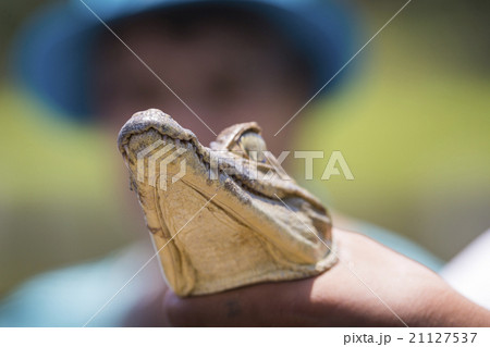 Black caiman in Amazon Rainforest Brazil 21127537