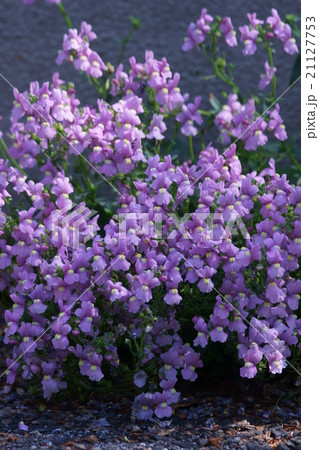 姫金魚草ヒメキンギョソウ リナリアと呼ばれています。 姫金魚草ヒメキンギョソウ リナリアと呼ばれています。 21127753