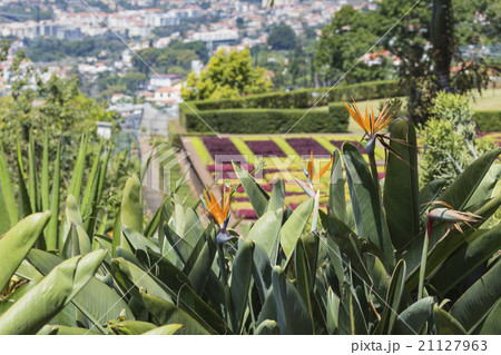 Famous Tropical Botanical Gardens Funchal Madeira 21127963