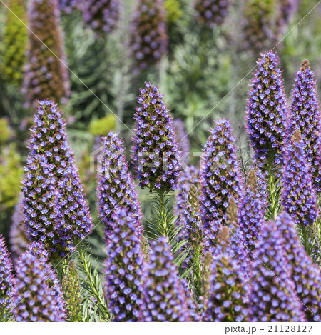 Echium Candicans in full bloom 21128127