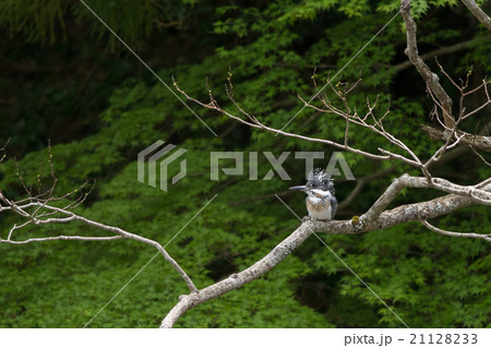 横枝に止まってまったりするヤマセミ 21128233