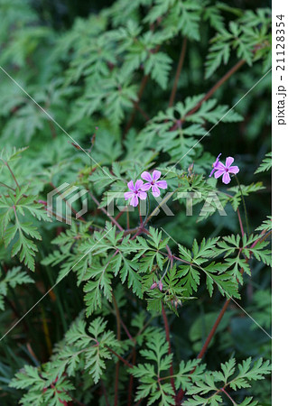 姫風露　ヒメフウロと申します。 21128354