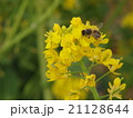 菜の花と蜂 21128644