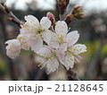 桜 21128645