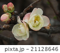木瓜の花 21128646