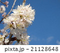 桜と青空 21128648