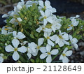 大根の花 21128649