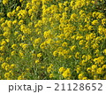 なのはな 21128652