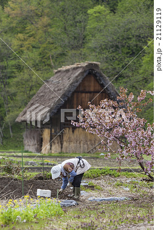 Traditional Japanese village Ogimachi Shirakawa 21129119