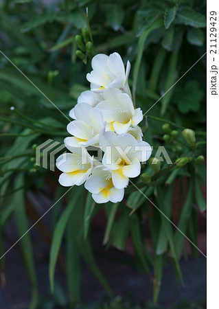 フリージア　和名は浅葱水仙アサギスイセンと申します。 21129429