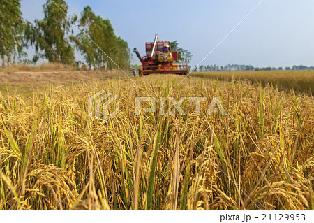 Paddy fields and Harvesting machine in countryside 21129953