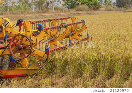 Grain harvester combine work in field 21129979