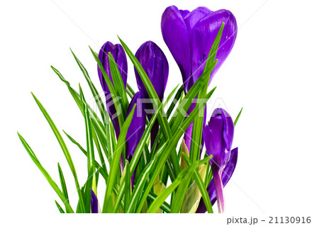 Spring Crocus Flowers 21130916