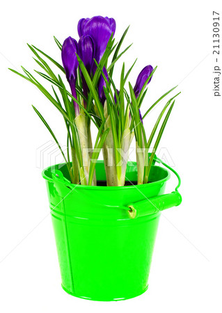 Spring Crocus Flowers 21130917