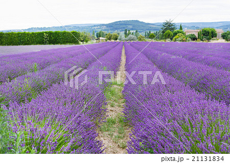 Lavender fields near Valensole in Provence, France 21131834