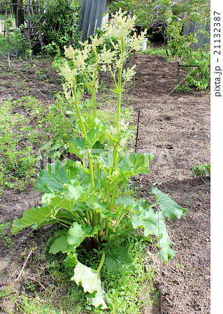 Young flowers of rhubarb in the spring 21132387
