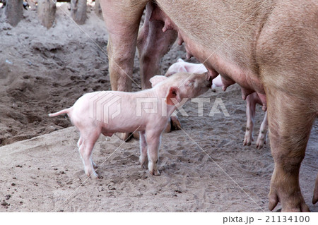 Piglet breast fed pig 21134100