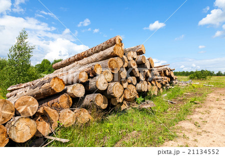 Piles of timber along the forest road in summer Piles of timber along the forest road in summer 21134552