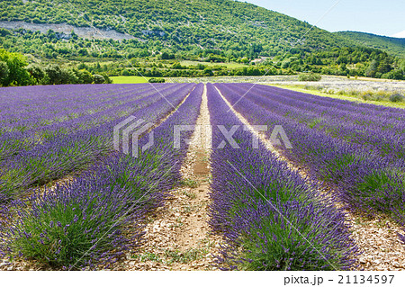 Lavender fields near Valensole in Provence, France Lavender fields near Valensole in Provence, France 21134597