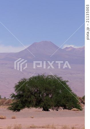 晴れわたる南米チリ北部の高地、アタカマ砂漠に根付いた大木とアンデスの山並み 21135003