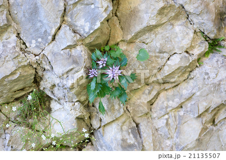 Physoplexis comosa 21135507