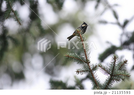 カンムリシジュウカラ 21135593