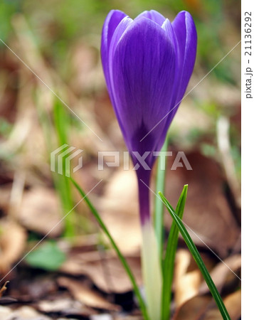 クロッカス 21136292
