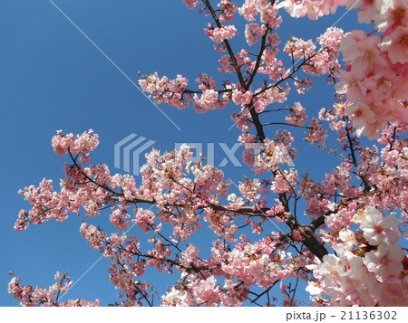 満開の桜 21136302