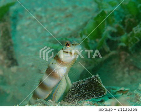 ハチマキダテハゼ ハチマキダテハゼ 21136368