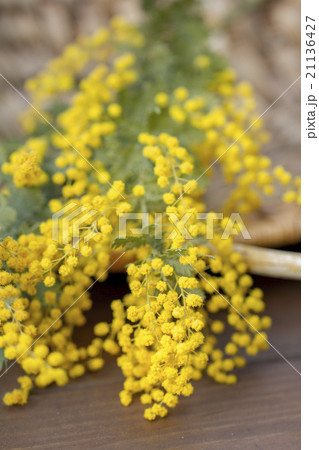 ミモザ 21136427