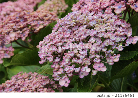 ウズアジサイ ウズアジサイ 21136461