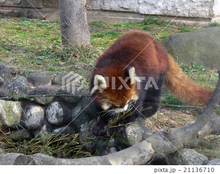 レッサーパンダ レッサーパンダ 21136710