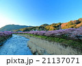 朝日を浴びて光り輝く山並に抱かれて、目覚めようとしている河津桜Ⅰ 21137071