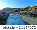 朝日を浴びて光り輝く山並に抱かれて、目覚めようとしている河津桜Ⅱ 21137072