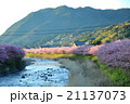 朝日を浴びて光り輝く山の緑の木々とピンクの河津桜 21137073
