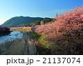 朝日を浴びて光り輝くピンクの河津桜 21137074
