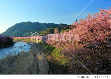 朝日を浴びて光り輝くピンクの河津桜 朝日を浴びて光り輝くピンクの河津桜 21137074