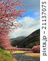 雲の隙間から一瞬洩れた光に輝く万里の長桜 21137075