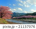 西日を浴びて、三色のピンクに染まった河津桜の競演Ⅰ 21137076
