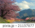 西日を浴びて、三色のピンクに染まった河津桜の競演Ⅱ 21137077