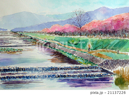 鴨川の春景色 京都の桜 鴨川のイラスト素材