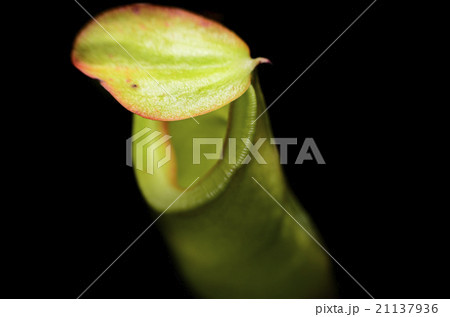 Tropical pitcher plant on black blackground Tropical pitcher plant on black blackground 21137936