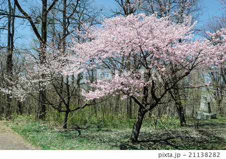 桜の咲く公園 21138282