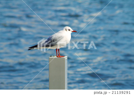 ユリカモメ 百合鴎 カモメ科 の写真素材